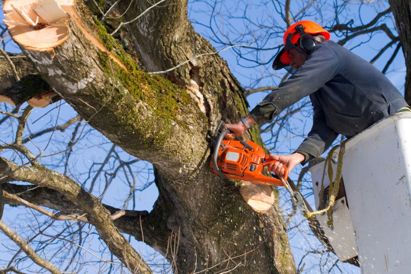 Apple Tree Removal