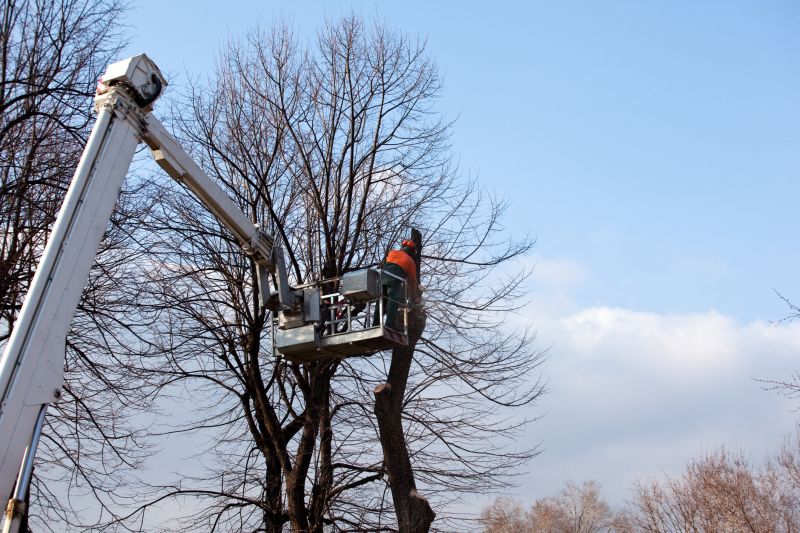 Cherry Tree Removal