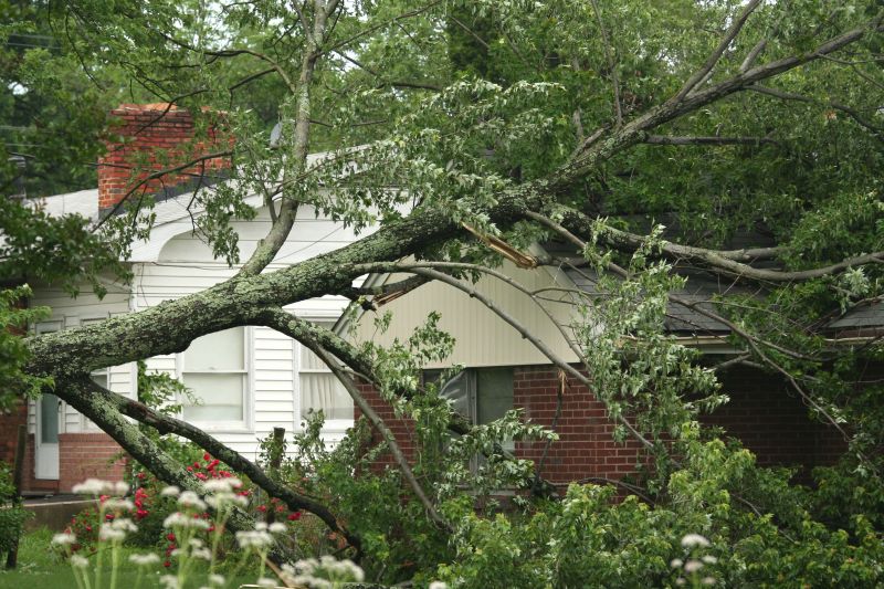 Fallen Tree on Residential Property