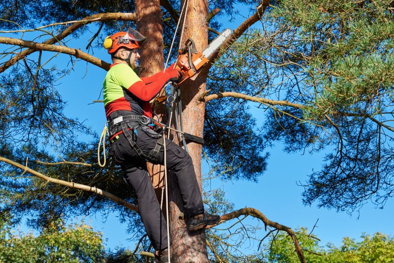 Tree Cutting and Removal
