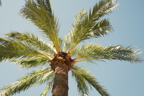 Cost of Palm Tree Removal in Danbury