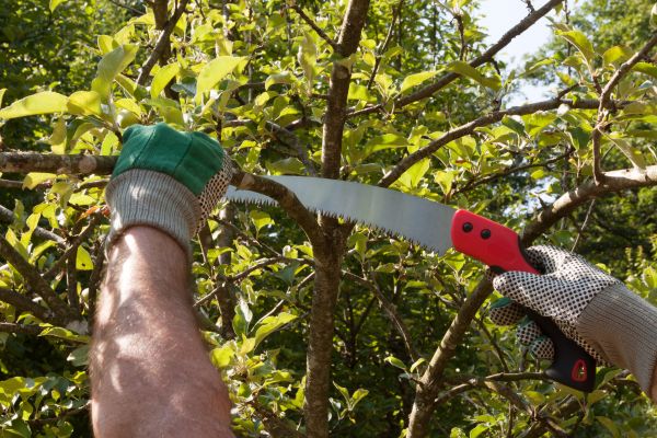 Cost of Small Tree Removal in Danbury