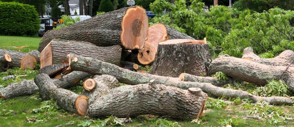 Overgrown Tree Removal