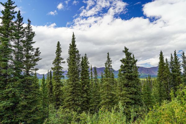 Cost of Spruce Tree Removal in Danbury