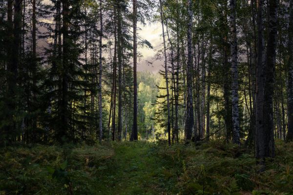 Pine Tree Clearing