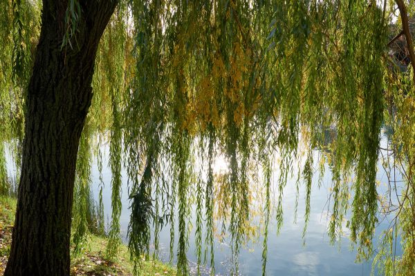 Cost of Willow Tree Removal in Danbury