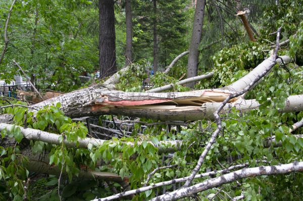 Cost of Birch Tree Removal in Danbury