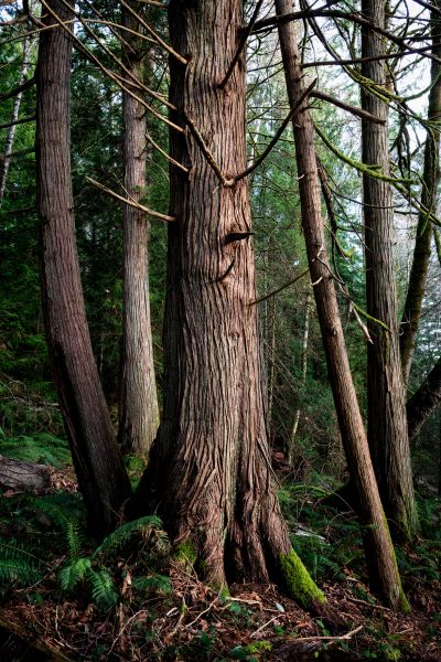 Cost of Cedar Tree Removal in Danbury