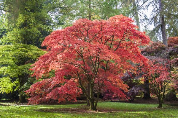 Cost of Maple Tree Removal in Danbury