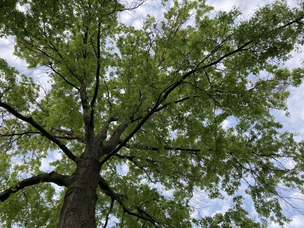 Cost of Oak Tree Removal in Danbury