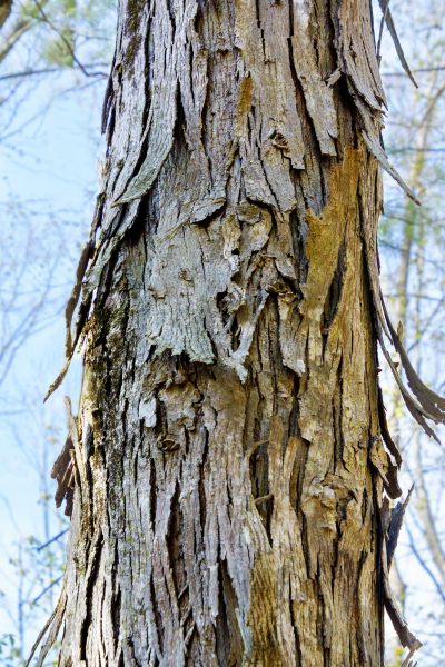 Cost of Hickory Tree Removal in Danbury
