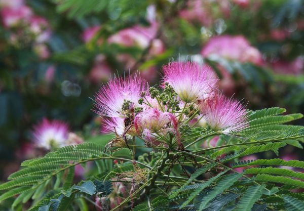 Cost of Mimosa Tree Removal in Danbury