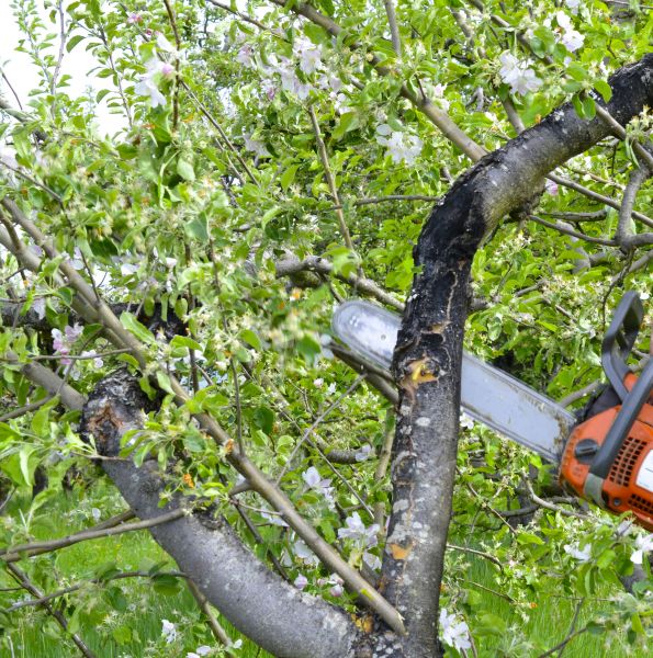 Cost of Apple Tree Removal in Danbury
