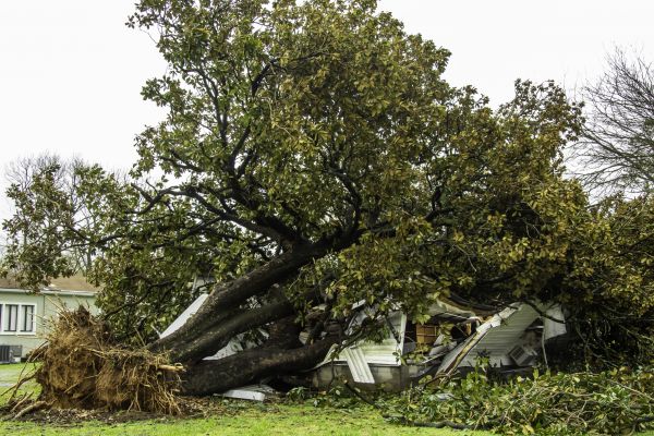 Cost of Fallen Tree Removal in Danbury