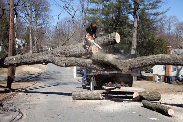 Cost of Residential Tree Removal in Danbury