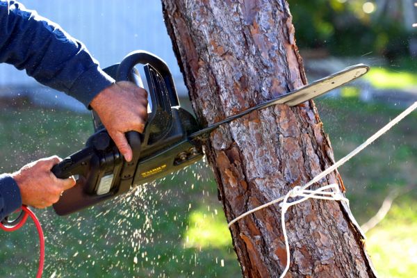 Cost of Dead Tree Removal in Danbury